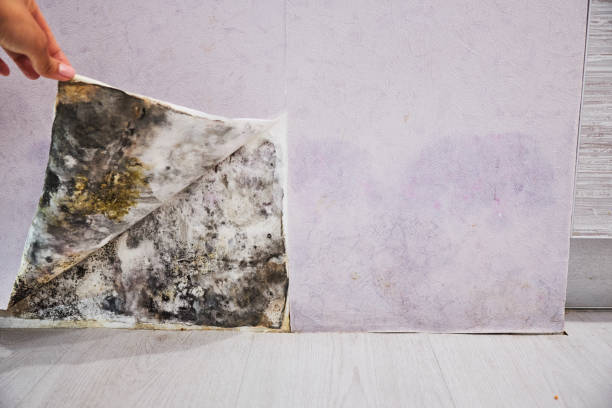 Best Home Mold Removal  in Indian Hills, CO